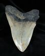 Inch NC Megalodon Tooth #1370-2